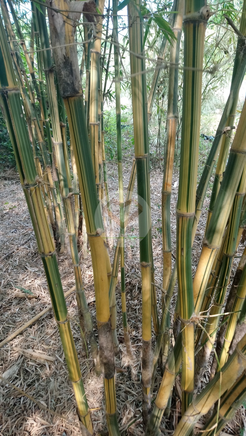 PhaiLiangLai_8