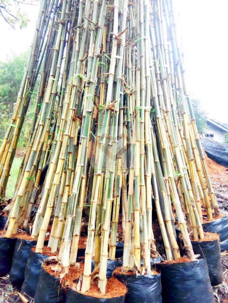 PhaiLiangLai_9