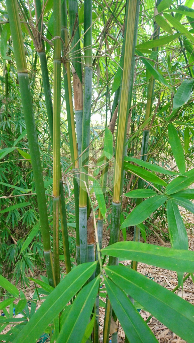PhaiYokSetthi_4
