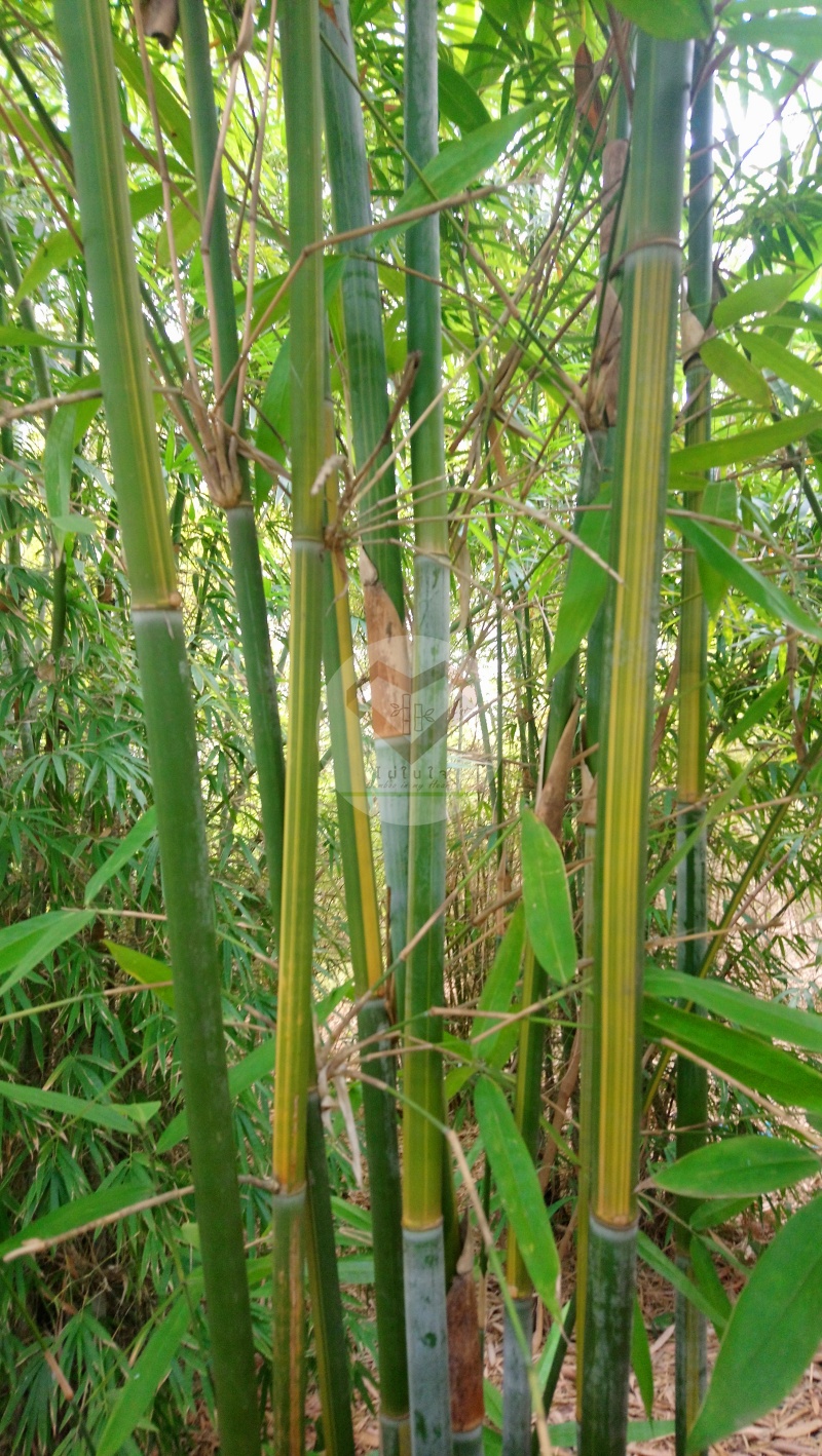 PhaiYokSetthi_5