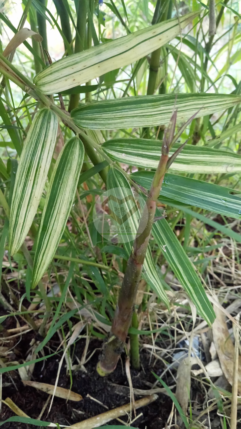 PhaiBaiDang_1