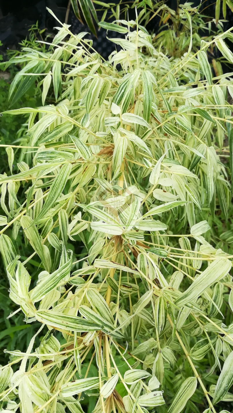 PhaiBaiDang_11