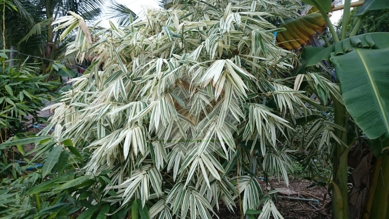 PhaiBaiDang_2