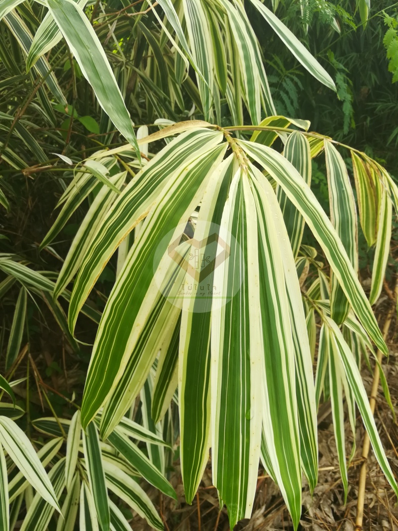 PhaiBaiDang_8